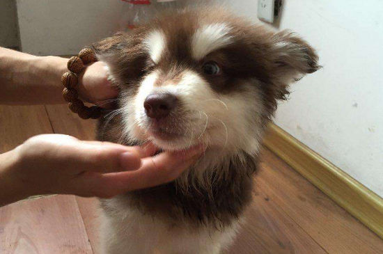 狗狗鼻子干但是很活泼