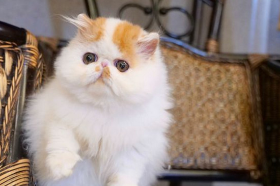 猫被蜜蜂蛰了怎么办