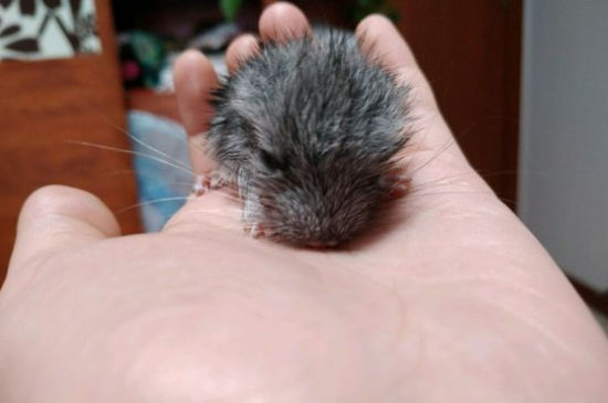 龙猫下崽注意什么