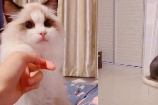 成年布偶猫认主人吗