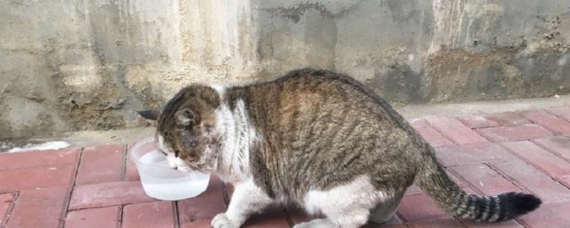 猫可以吃包子吗