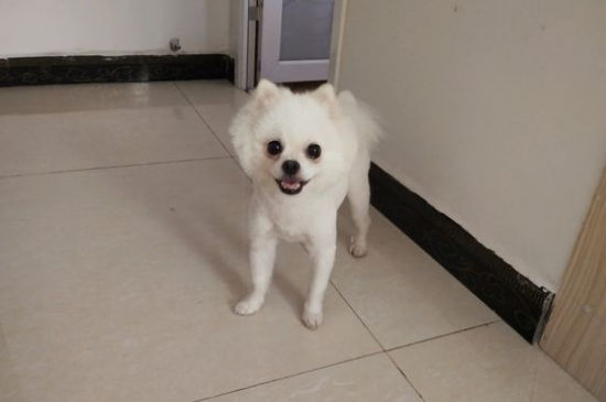 会定点的狗突然不会了