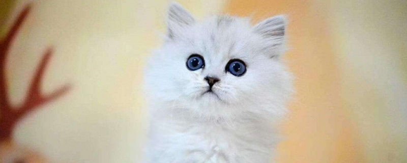 金吉拉猫凶吗