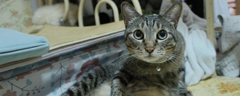 猫咪消化不良症状