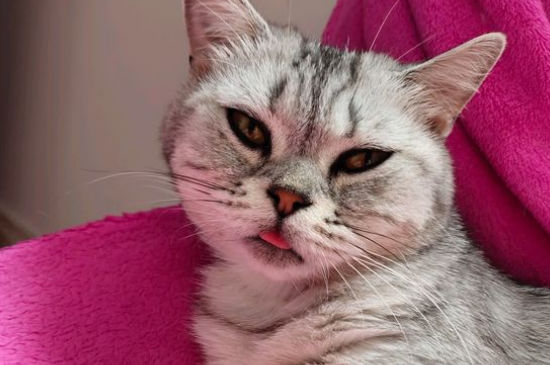 两只公猫打架处理办法
