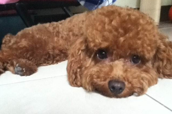 泰迪幼犬喂养注意事项