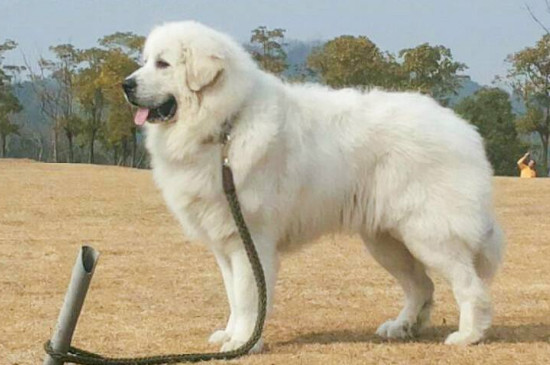 大白熊犬哪里可以养