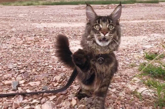 狮子猫和缅因猫区别