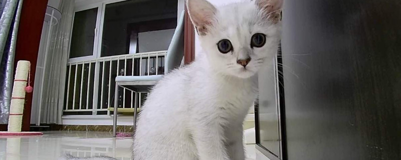 猫喜欢扑人脸怎么办