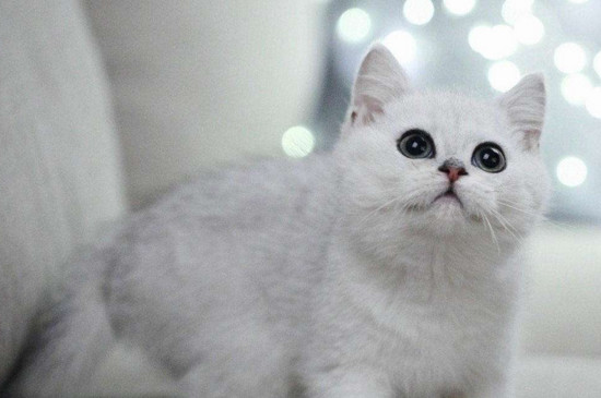 银点血渐层是什么猫