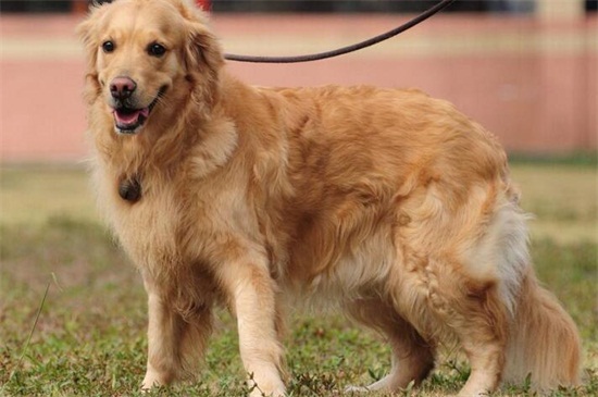 金毛犬皮肤病怎么治，剔除毛发配合涂药便能尽快恢复