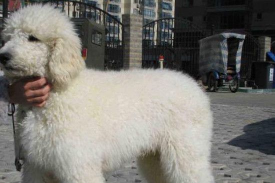 巨贵犬有攻击性吗