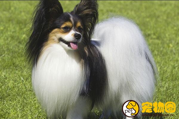 纯种蝴蝶犬价格不低于5000，耳朵像蝴蝶尾巴像松鼠