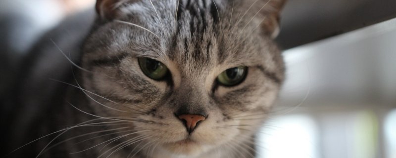 猫趴车上吉利吗