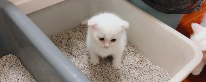 猫不想养了怎么办