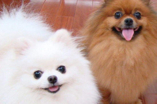 养博美犬要注意什么