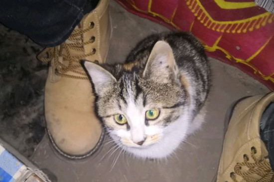 猫咪要死了有什么预兆