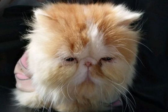 加菲猫拉肚子怎么办