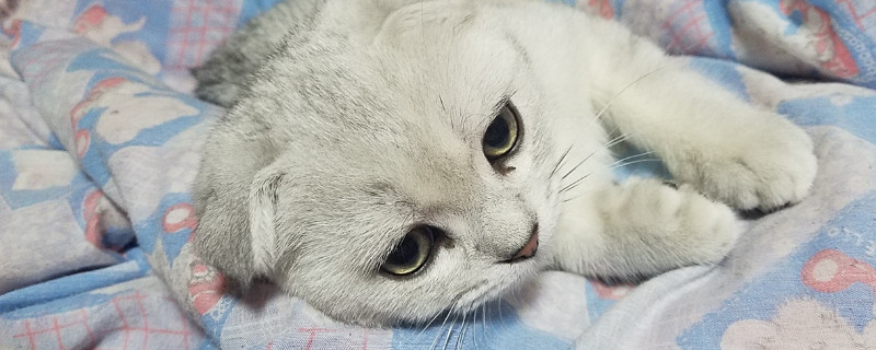 猫咪连续打喷嚏像哮喘怎么回事