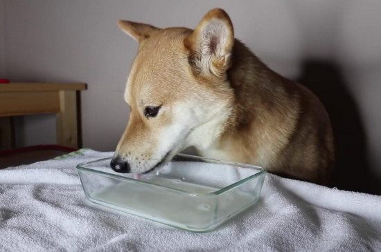 狗狗不能吃的东西