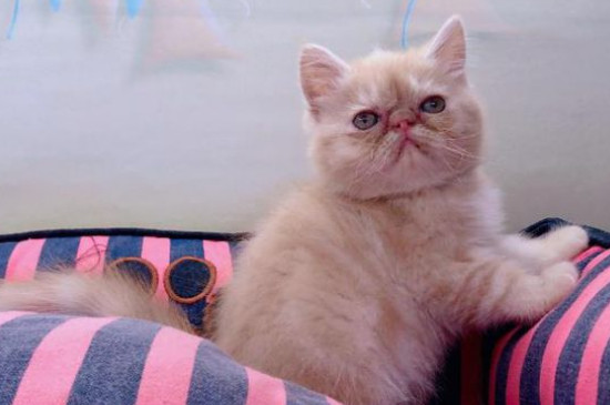 小猫养多久才认主人