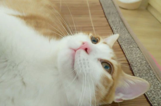 猫咪一动不动只剩呼吸
