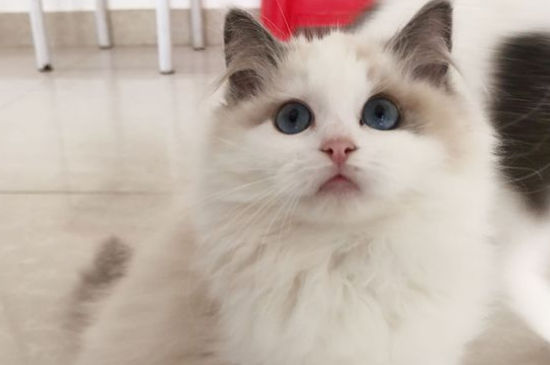 猫咪生完肚子还是很大