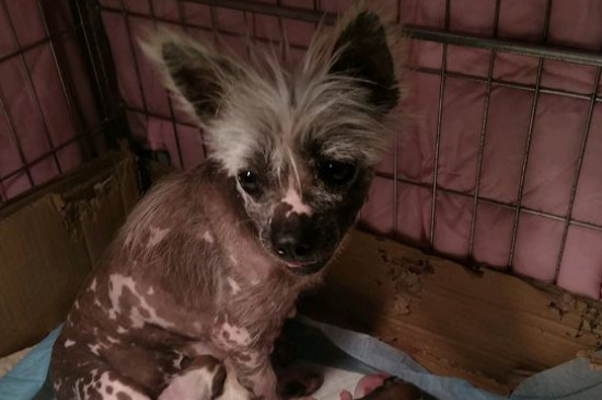 纯种中国冠毛犬价格，冠毛犬多少钱一只啊