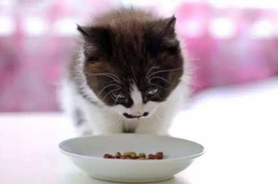 小猫软便和拉稀的区别