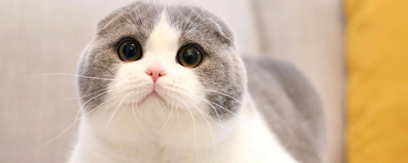 猫耳朵掉毛