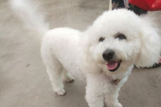 比熊幼犬一天喂几次