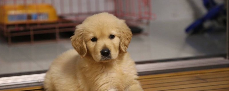 喂养幼犬需要注意什么问题