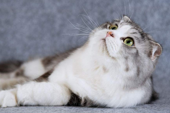 什么是半折耳猫