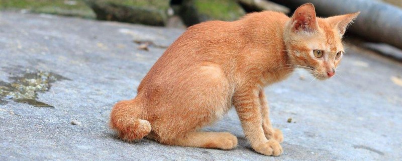 疯狂踩奶的猫肚里有虫?
