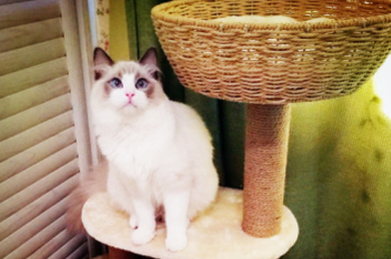 一只猫需要猫爬架吗