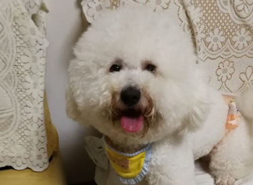 比熊嘴边黄怎么洗