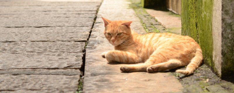 猫抓伤了多久过安全期