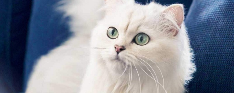 猫坐飞机死亡率