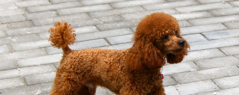 泰迪幼犬喂食标准