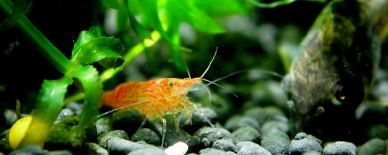 樱花虾可以裸缸养吗