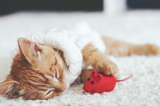 猫抓破皮要不要打疫苗
