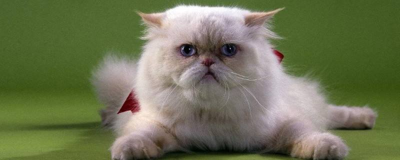 猫中之王是什么品种