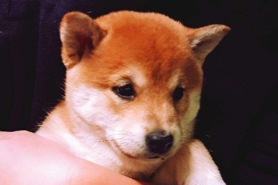 柴犬怎么养