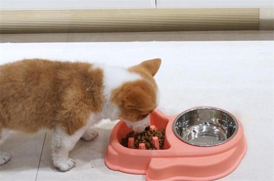 狗慢食盆危害