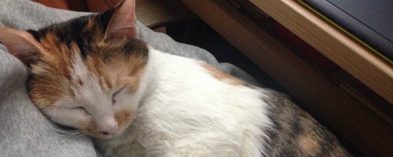 母猫怀孕多久能看出来