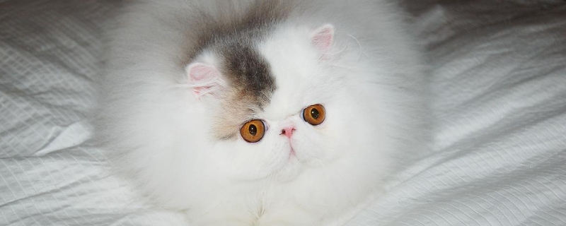 公猫闹猫的表现
