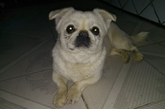 小狗身上有虱子怎么办