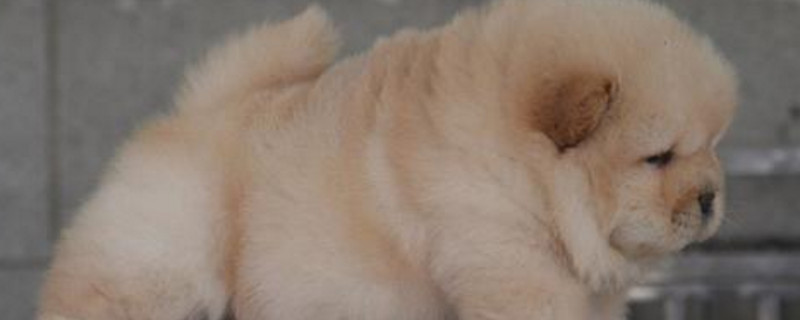 幼犬一天拉几次