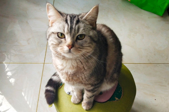 猫不去猫砂盆去拉屎