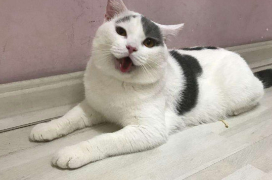 小猫打完疫苗没精神